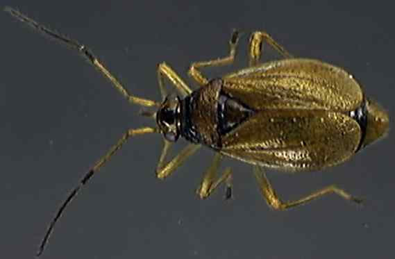Bryocoris pteridis